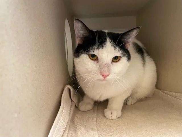 An adult medium-sized male Domestic Short Hair cat named Hubba Bubba for adoption in Denver, CO