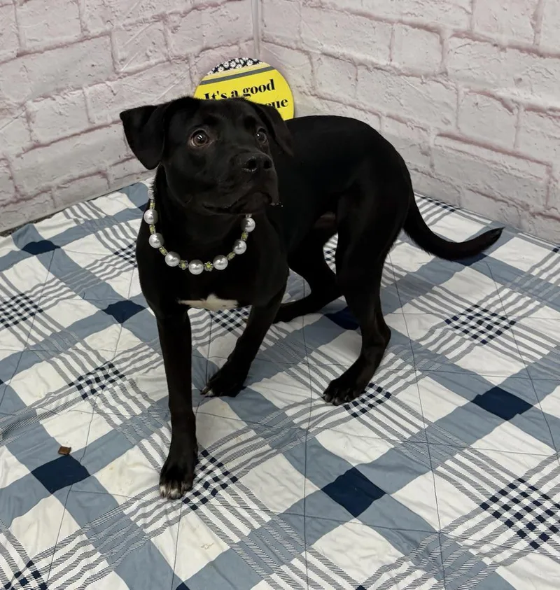 A baby medium-sized female Mixed Breed dog named Sopapilla for adoption in Detroit, MI