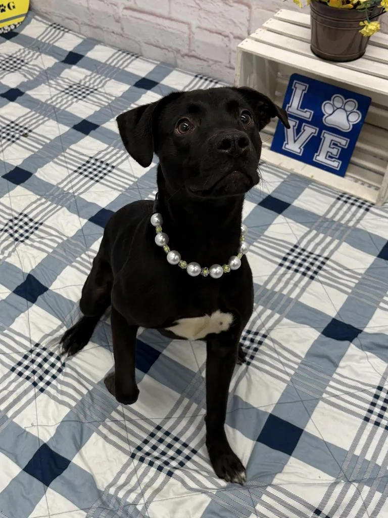 Sopapilla thumbnail 2