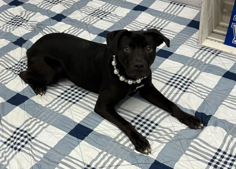 Sopapilla thumbnail 3