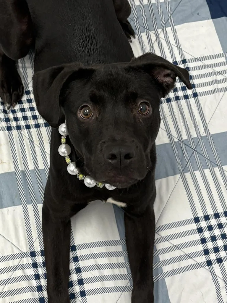 Sopapilla thumbnail 4