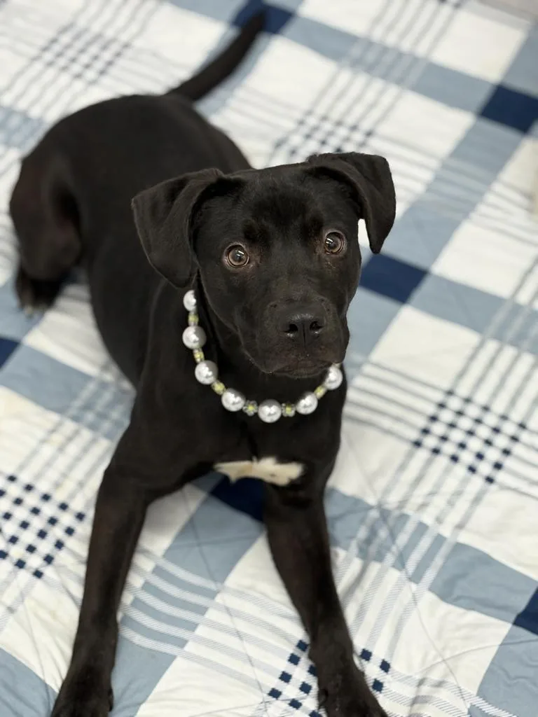 Sopapilla thumbnail 5