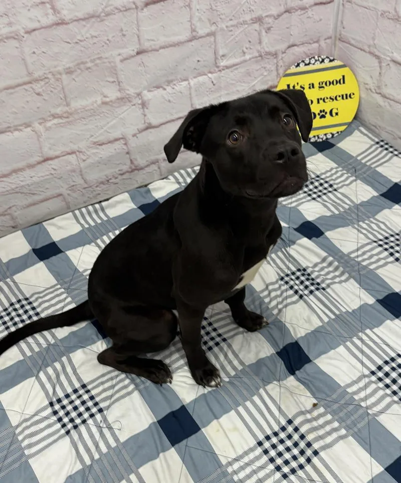 Sopapilla thumbnail 6