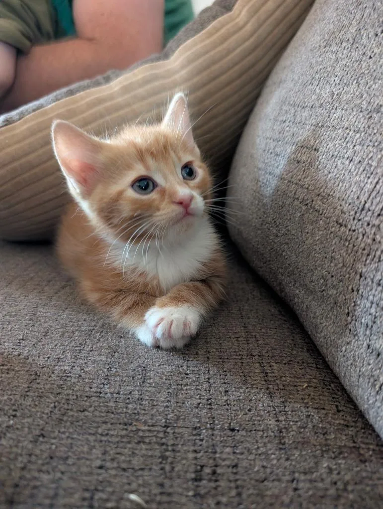 A baby medium-sized male Domestic Short Hair cat named Floof for adoption in Madison, GA
