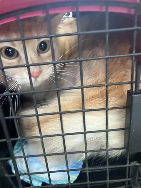 A young medium-sized female Domestic Medium Hair cat named Mom Cat for adoption in Dallas, TX