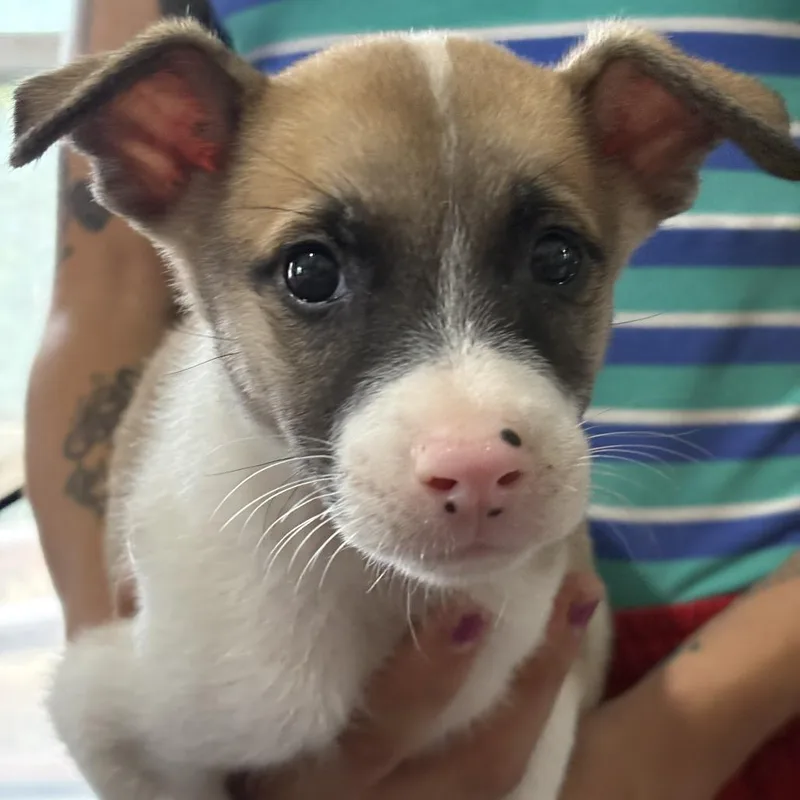 A baby medium-sized male Yellow / Tan / Blond / Fawn Jack Russell Terrier dog named Archie for adoption in San Antonio, TX