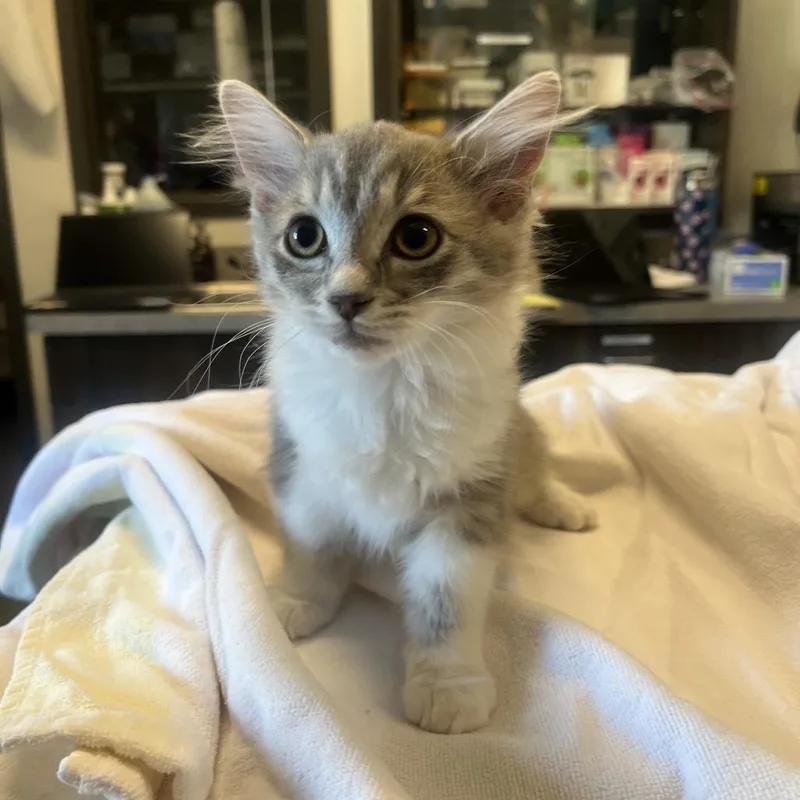 A baby small-sized female Gray / Blue / Silver Domestic Medium Hair cat named Eowyn for adoption in Hinsdale, IL