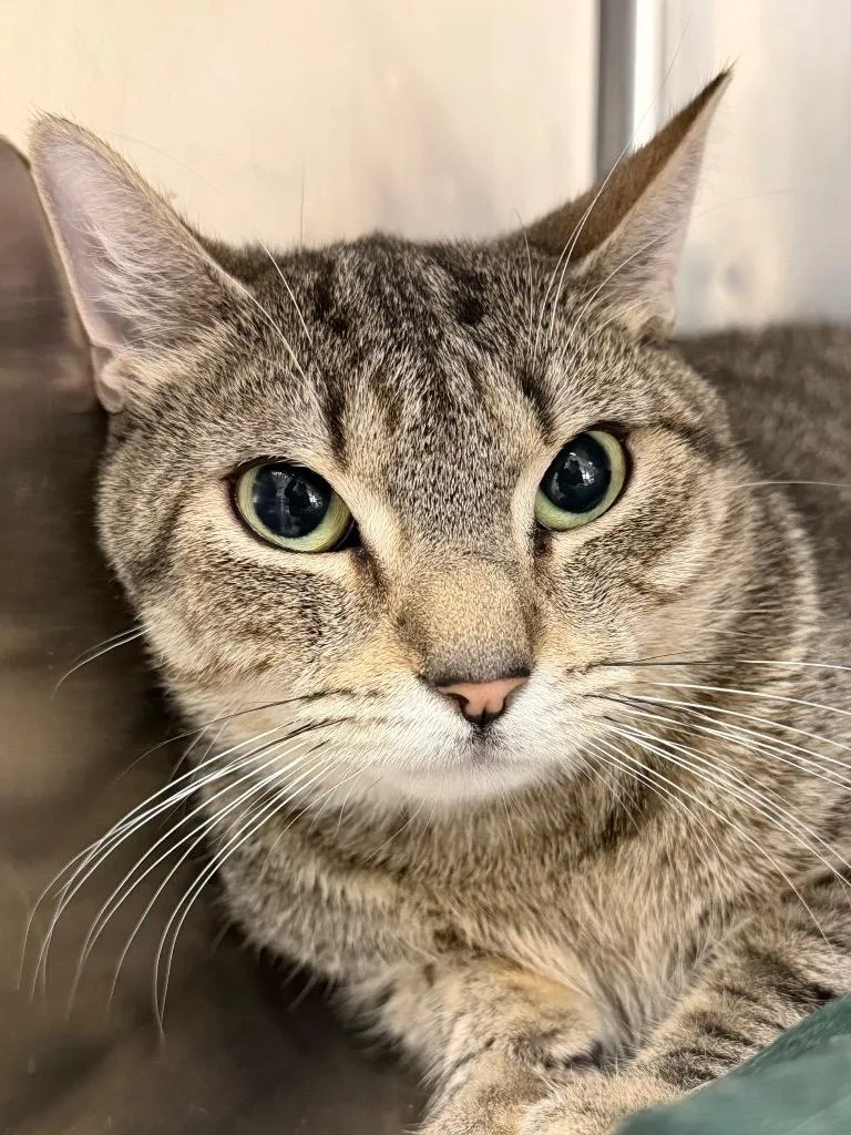 A young medium-sized male Domestic Short Hair cat named Benjamin for adoption in Pomona, NY