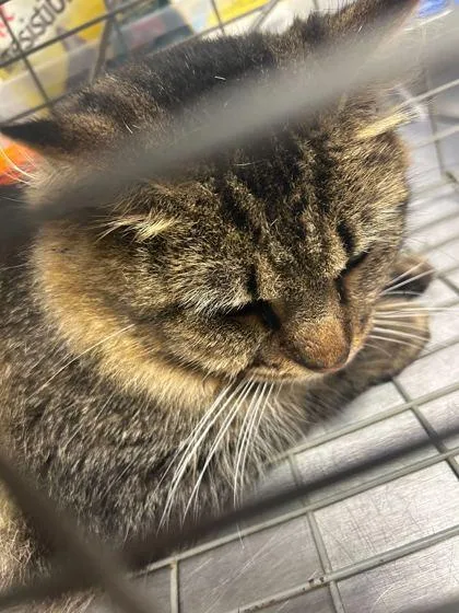 An adult medium-sized male Domestic Short Hair cat named Floofman for adoption in Knoxville, TN