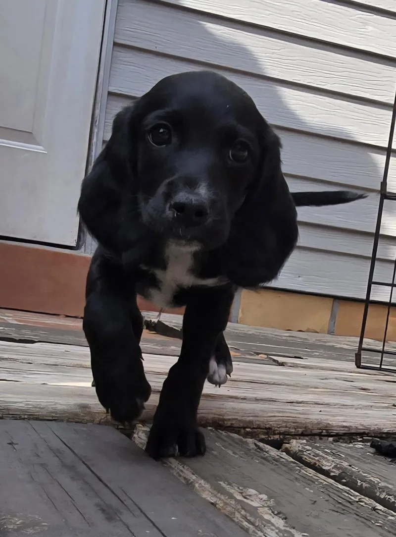 Eleven's Pup Gummy thumbnail 2