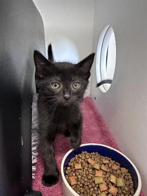 A baby small-sized male Domestic Short Hair cat named Jelly for adoption in Ontario, CA