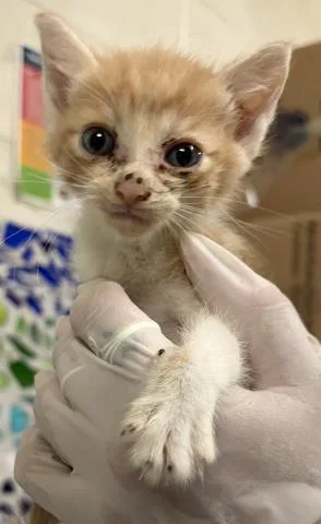 A baby small-sized male Domestic Short Hair cat named Lucius for adoption in Pensacola, FL