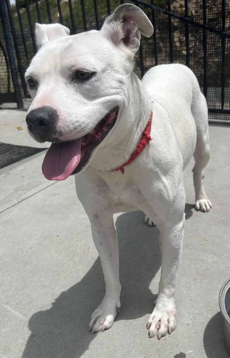 An adult medium-sized female White / Cream Pit Bull Terrier dog named Flower for adoption in El Cajon, CA
