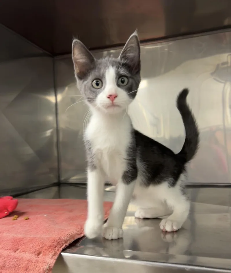 A baby medium-sized male White Domestic Short Hair cat named Patrick for adoption in Montville, NJ