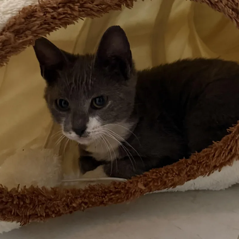 A baby small-sized female Domestic Short Hair cat named Buddha for adoption in Miami, FL