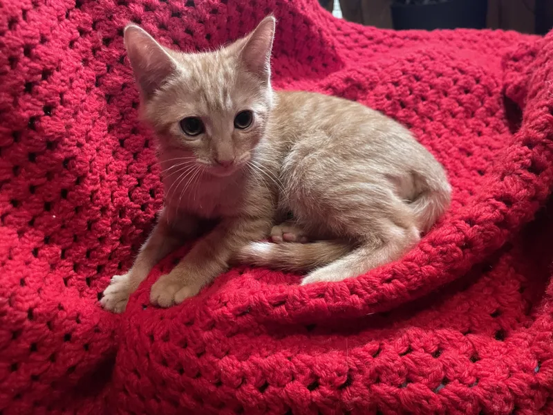 A baby large-sized male Orange / Red Domestic Short Hair cat named Jimi for adoption in Woodlawn, TN