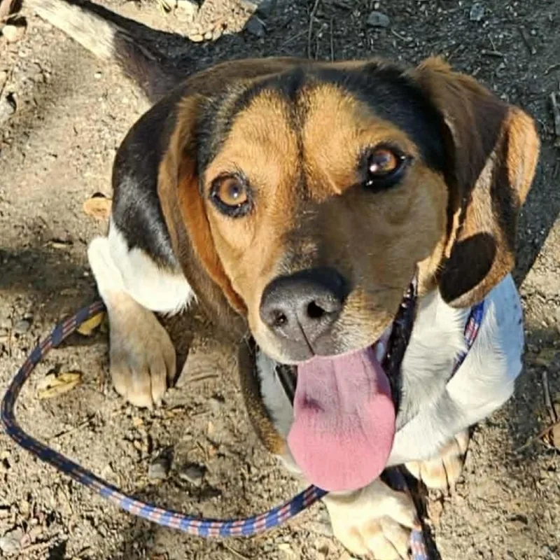 An adult small-sized female Brown / Chocolate Mixed Breed dog named Betty Ii for adoption in Fredericksburg, VA