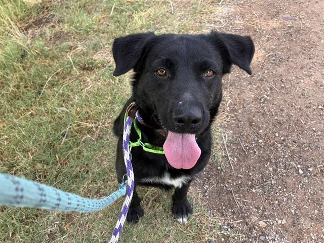 A young medium-sized female Labrador Retriever dog named Doreen for adoption in Tucson, AZ