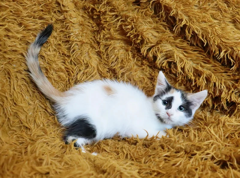 A baby medium-sized female Calico cat named Pecan for adoption in Saint Augustine, FL