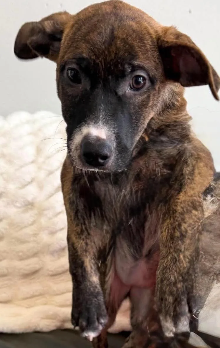 A baby medium-sized female Feist dog named Buttons for adoption in Walker, LA