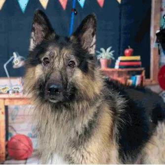 An adult large-sized male Black German Shepherd Dog dog named Brutus D for adoption in Princeton, MN