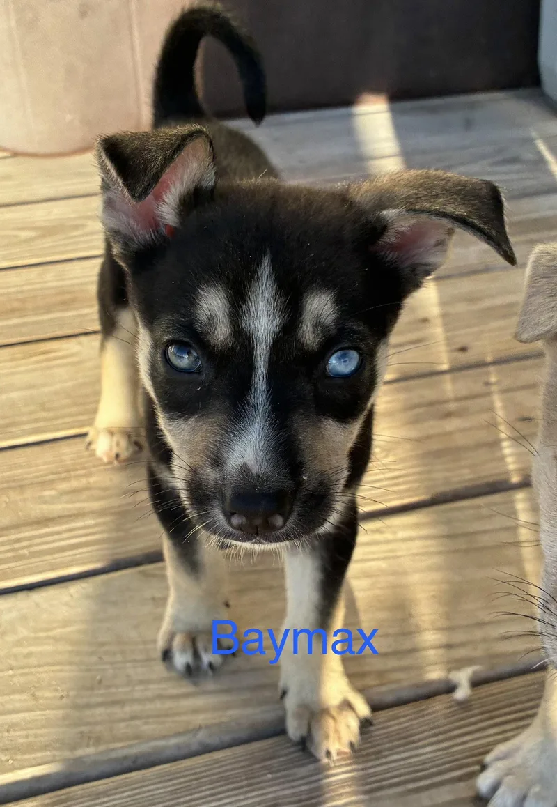 A baby medium-sized male Terrier dog named Baymax for adoption in Royal Palm Beach, FL
