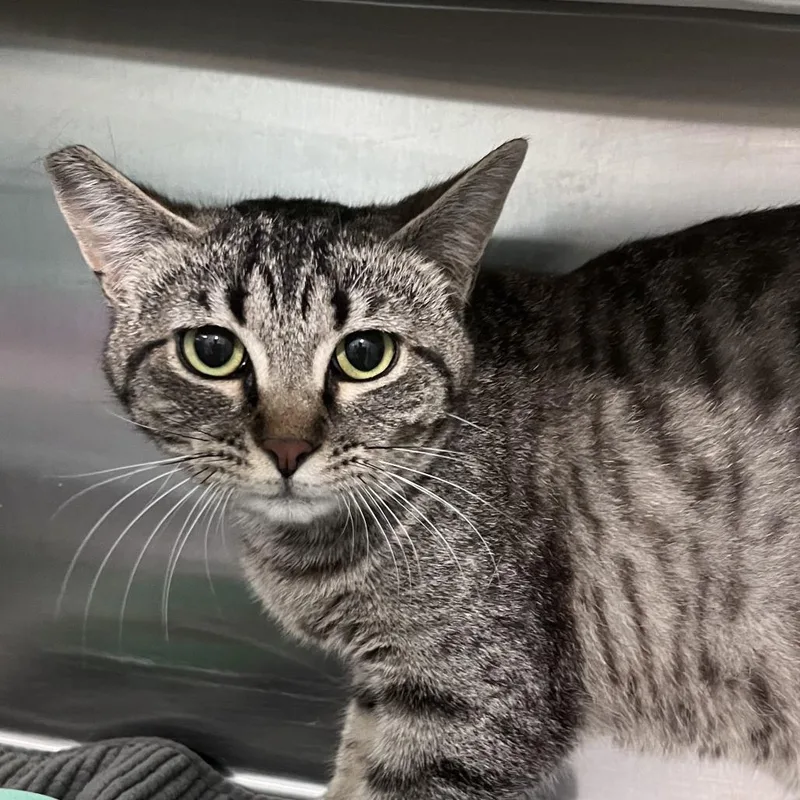 A young medium-sized male Brown / Chocolate Domestic Short Hair cat named Zest for adoption in Washburn, MO