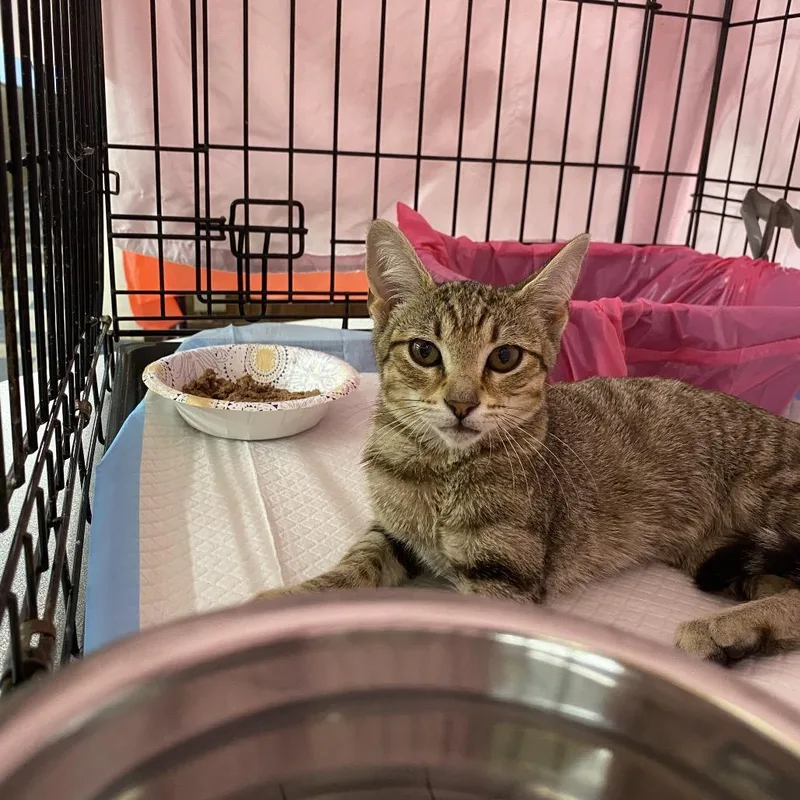 A baby small-sized female Domestic Short Hair cat named Acorn for adoption in Union, MO