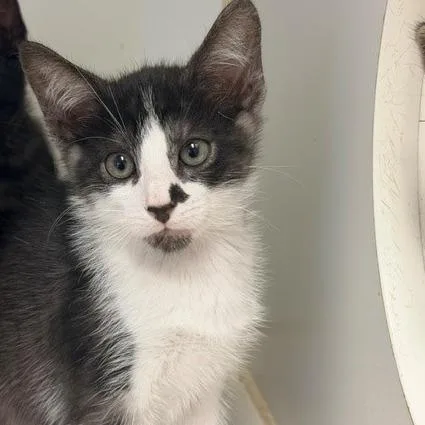 A baby small-sized male Gray / Blue / Silver Domestic Short Hair cat named Bincho for adoption in Hawthorne, CA