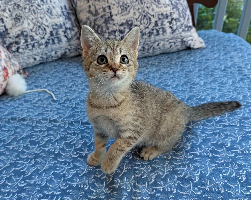 A baby medium-sized male Tabby (Brown / Chocolate) Domestic Short Hair cat named Atlas for adoption in Greensboro, NC