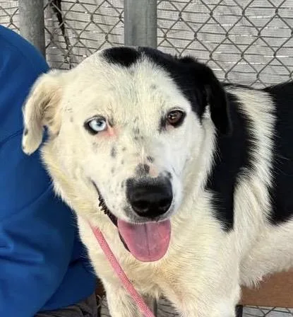 An adult medium-sized female Border Collie dog named Miata for adoption in Woodland, CA