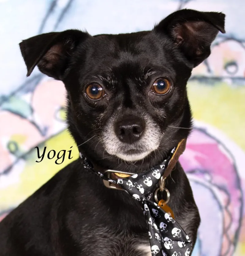 Yogi