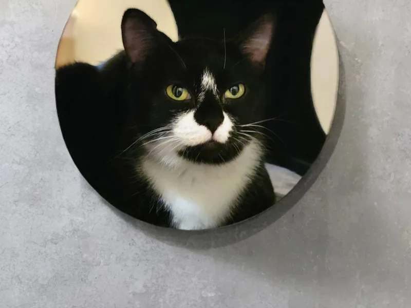 An adult medium-sized female Black & White / Tuxedo Tuxedo cat named Mama May for adoption in OVERLAND PARK, KS