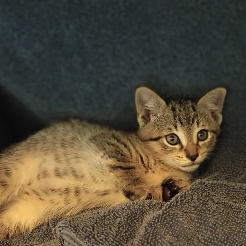 A baby small-sized male Domestic Short Hair cat named Kovu for adoption in Hyde Park, NY
