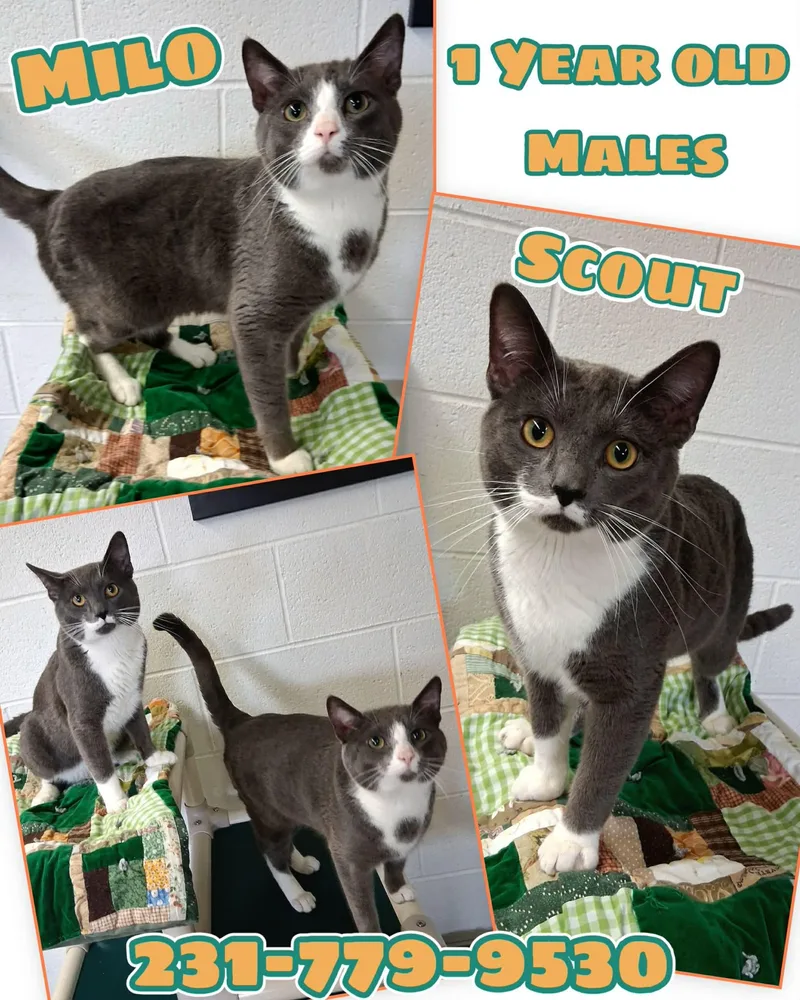 A young medium-sized male Domestic Short Hair cat named Scout for adoption in Cadillac, MI