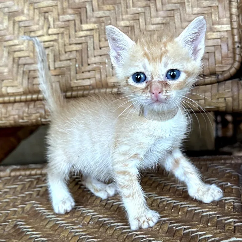A baby small-sized male Orange / Red Domestic Short Hair cat named Spiderman for adoption in Long Beach, CA