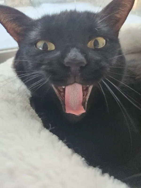 Mini Bean thumbnail 2