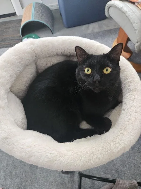 Mini Bean thumbnail 3