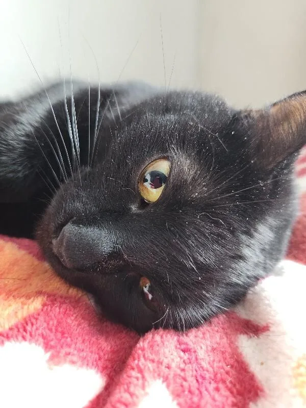 Mini Bean thumbnail 4