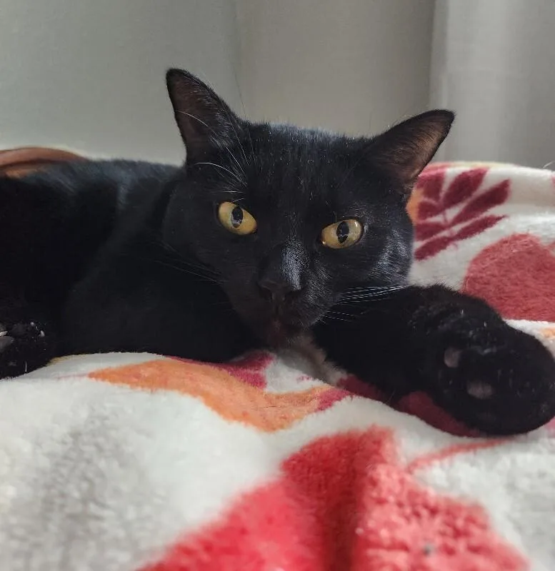 Mini Bean thumbnail 5