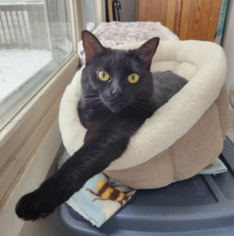 Mini Bean thumbnail 6