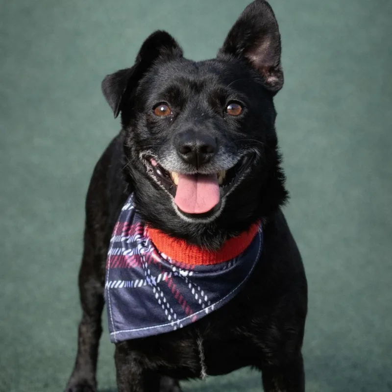 An adult small-sized male Black Chihuahua dog named Mack for adoption in Hondo, TX
