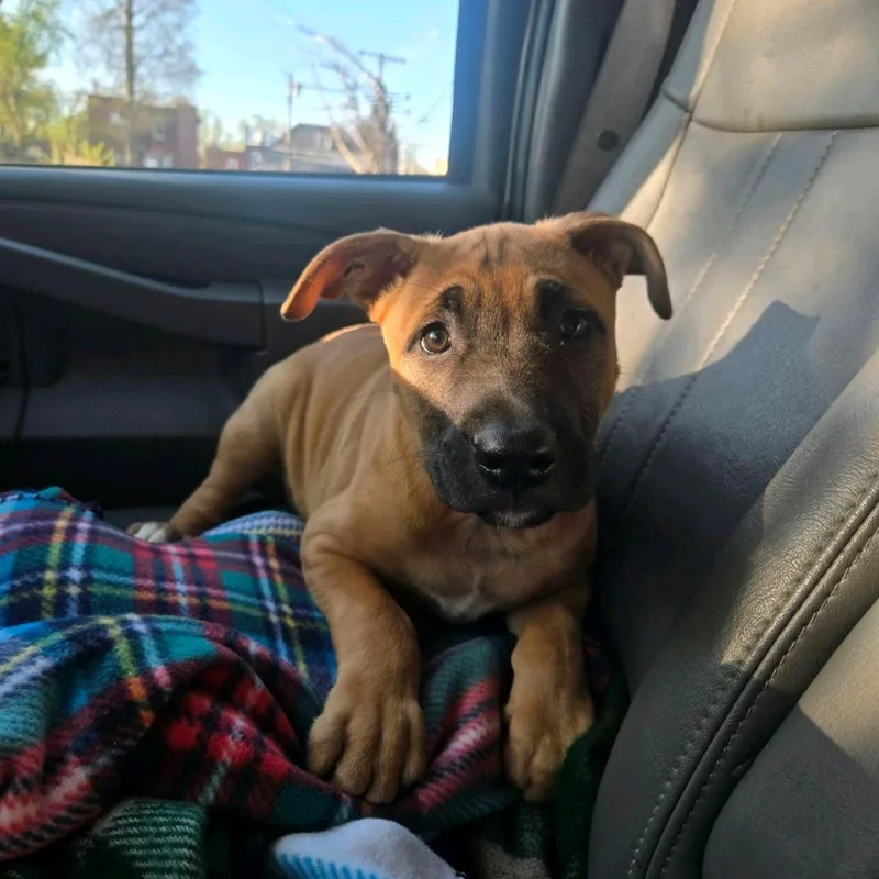 A baby small-sized male Brown / Chocolate Mixed Breed dog named Edmundo for adoption in St. Louis, MO
