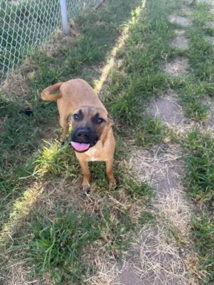 A young small-sized female Belgian Shepherd / Malinois dog named Dog Dog for adoption in Houston, TX
