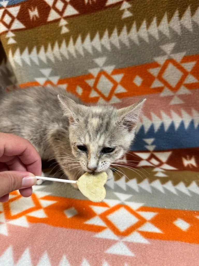 A baby medium-sized female Domestic Short Hair cat named River for adoption in Shelbyville, TN