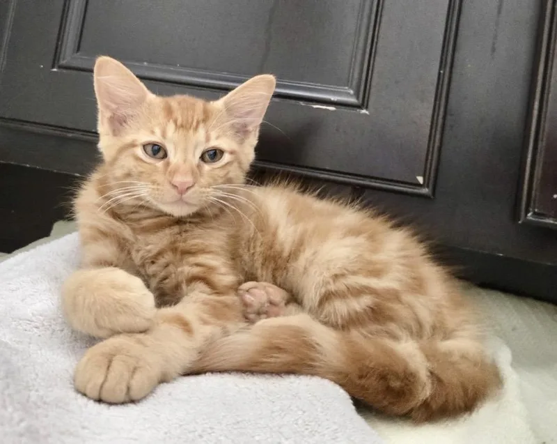 A baby medium-sized male Calico Domestic Short Hair cat named Mister & Misses BONDED for adoption in Homestead, FL