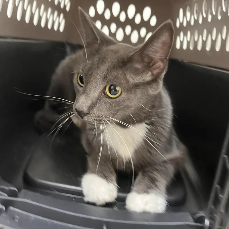 A young medium-sized female Gray / Blue / Silver Domestic Short Hair cat named Oyster for adoption in Saint Louis, MO