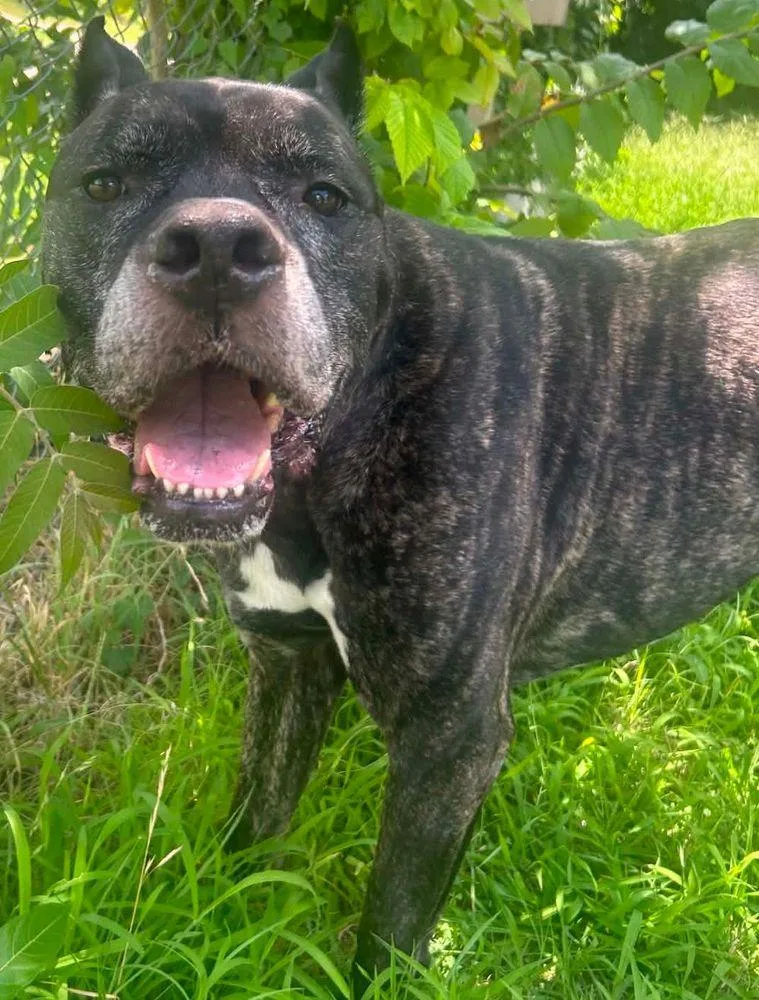 A senior extra large-sized male Brindle Cane Corso dog named Sue for adoption in Larkspur, CO