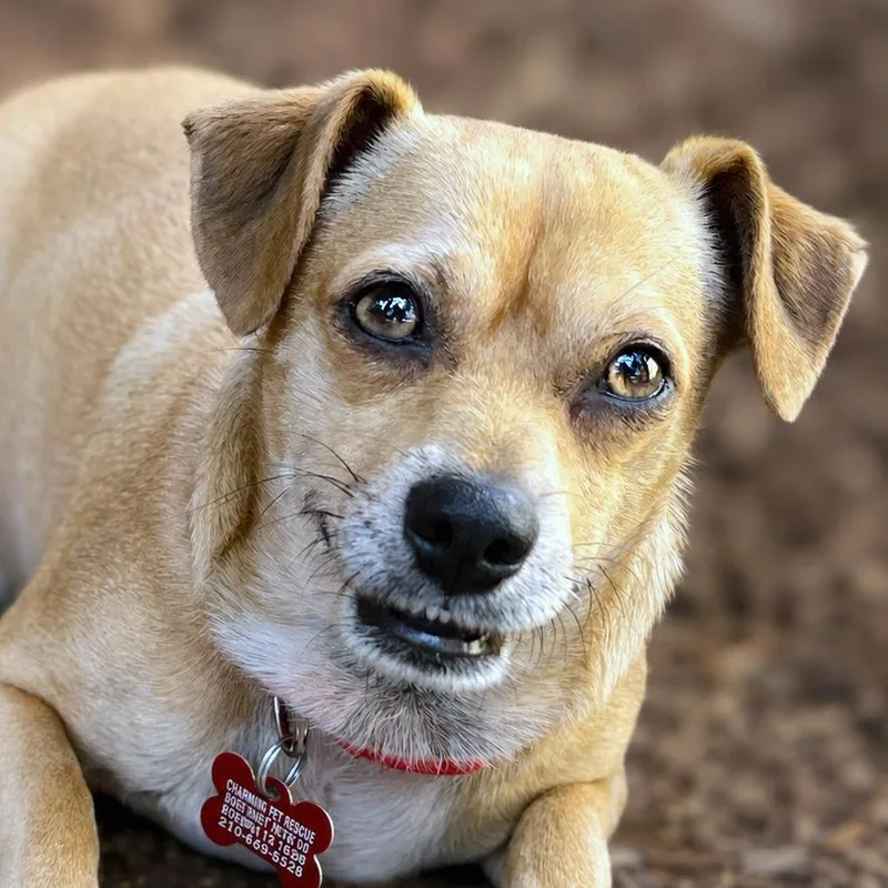An adult small-sized male Yellow / Tan / Blond / Fawn Pug dog named Captain for adoption in Boerne, TX