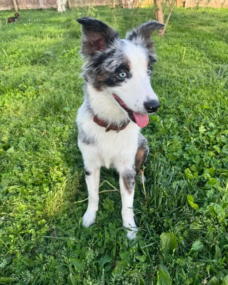 A young medium-sized female Australian Shepherd dog named Layla for adoption in Richmond, KY